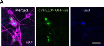 Ready-To-Use RFP Antibody Pre-adsorbed