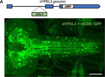 Ready-To-Use RFP Antibody Pre-adsorbed