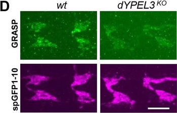 Ready-To-Use RFP Antibody Pre-adsorbed