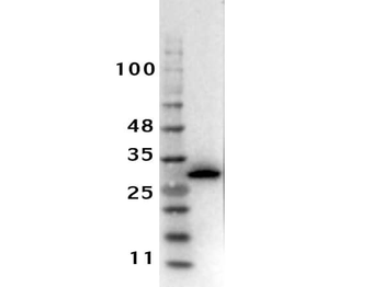 Ready-To-Use RFP Antibody Pre-adsorbed