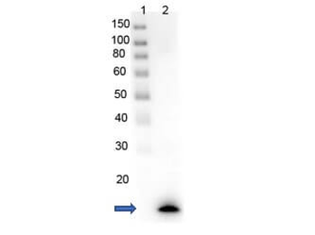 PARP1 (N-term ZF1) Antibody Set