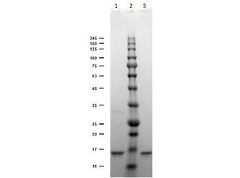 Recombinant DIG (DIG45) Antibody