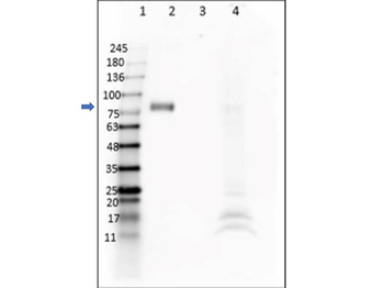 Recombinant DIG (DIG45) Antibody