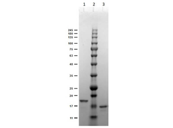 Recombinant DIG (DIG44) Antibody