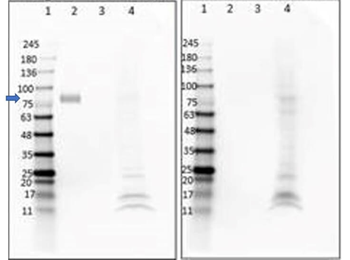 Recombinant DIG (DIG44) Antibody