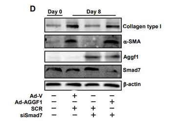 Bovine Collagen Type I protein