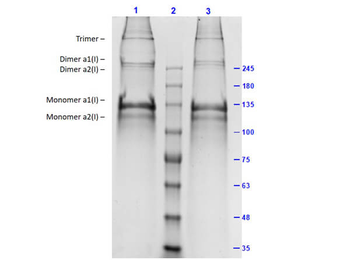 Human Collagen Type I protein