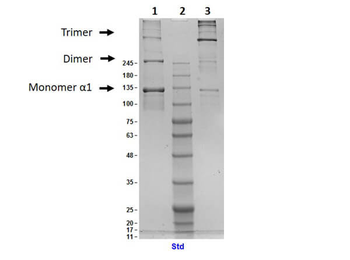 Human Collagen Type III protein