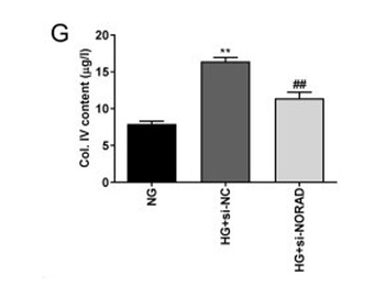 Human Collagen Type IV protein