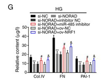Human Collagen Type IV protein
