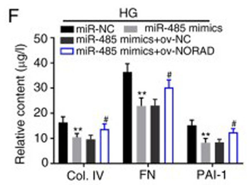 Human Collagen Type IV protein