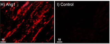 Angpt1 Antibody