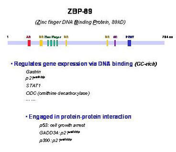 ZNF148 Antibody