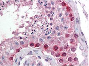 CUL4A Antibody