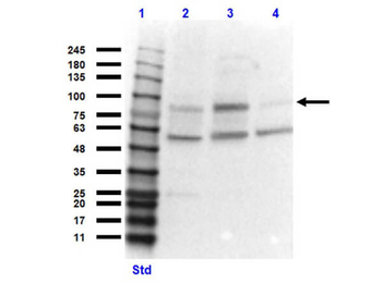 CUL4A Antibody