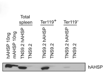 AHSP Antibody