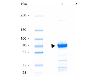 KIF5B Antibody