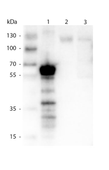 KIF5B Antibody