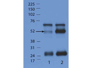 Gm4841 Antibody