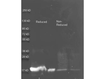 KTI3 Antibody