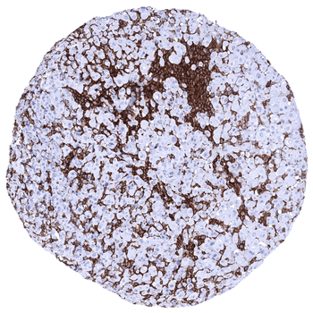 AIF1 antibody