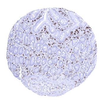 AIF1 antibody