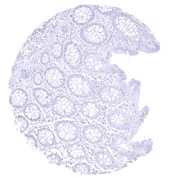 Myelin Basic Protein antibody