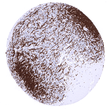 Myelin Basic Protein antibody