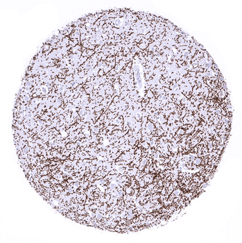 Myelin Basic Protein antibody