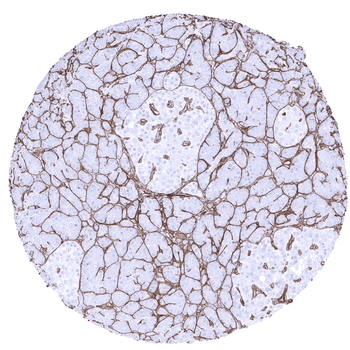 Collagen IV antibody