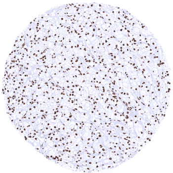 Histone H3 / H3-3A antibody