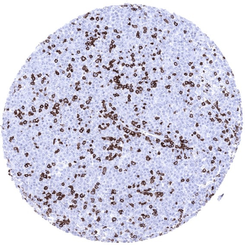 CD3 antibody