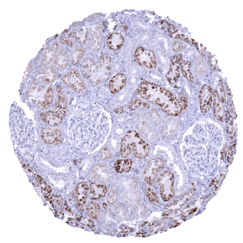 Napsin A antibody