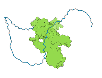 RNF2 Rabbit Polyclonal Antibody