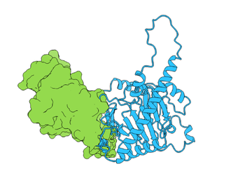FTO Rabbit Polyclonal Antibody