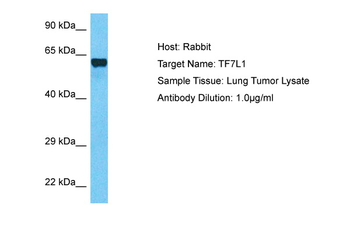 TCF7L1 Rabbit Polyclonal Antibody
