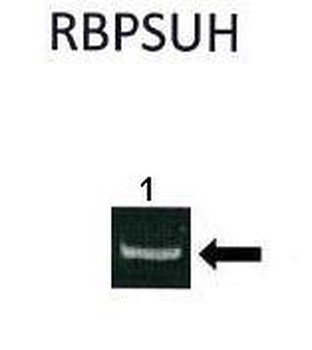 RBPSUH Rabbit Polyclonal Antibody