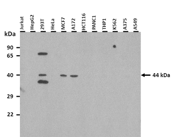 ISGF3G Rabbit Polyclonal Antibody