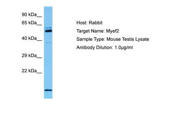 MYEF2 Rabbit Polyclonal Antibody