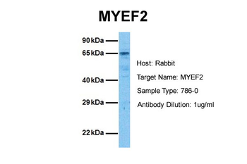 MYEF2 Rabbit Polyclonal Antibody