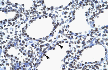 MYEF2 Rabbit Polyclonal Antibody