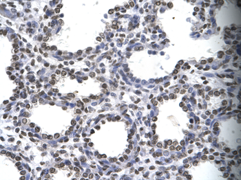 MYEF2 Rabbit Polyclonal Antibody