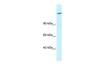 ARID4A Rabbit Polyclonal Antibody