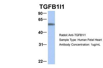 TGFB1I1 Rabbit Polyclonal Antibody