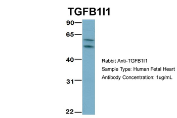TGFB1I1 Rabbit Polyclonal Antibody