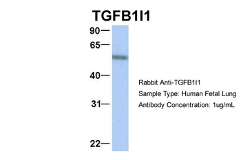 TGFB1I1 Rabbit Polyclonal Antibody