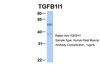 TGFB1I1 Rabbit Polyclonal Antibody