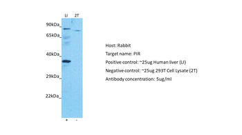 PIR Rabbit Polyclonal Antibody