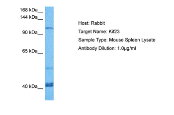 KIF23 Rabbit Polyclonal Antibody