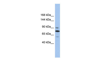 KIF23 Rabbit Polyclonal Antibody